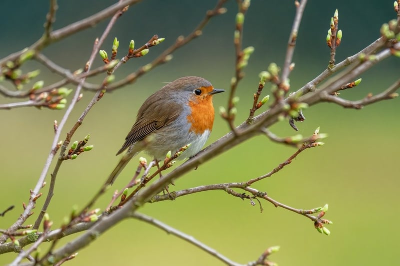 Wildlife Watching